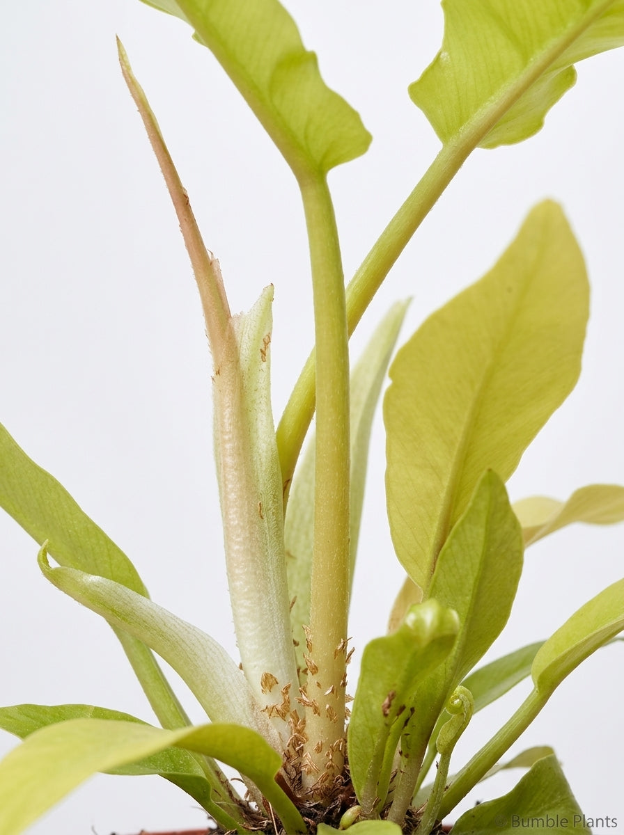 Philodendron Pinnatifidum × Melinonii Hybrid