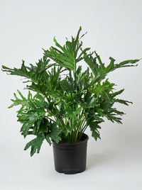 Philodendron ‘Lickety Split'