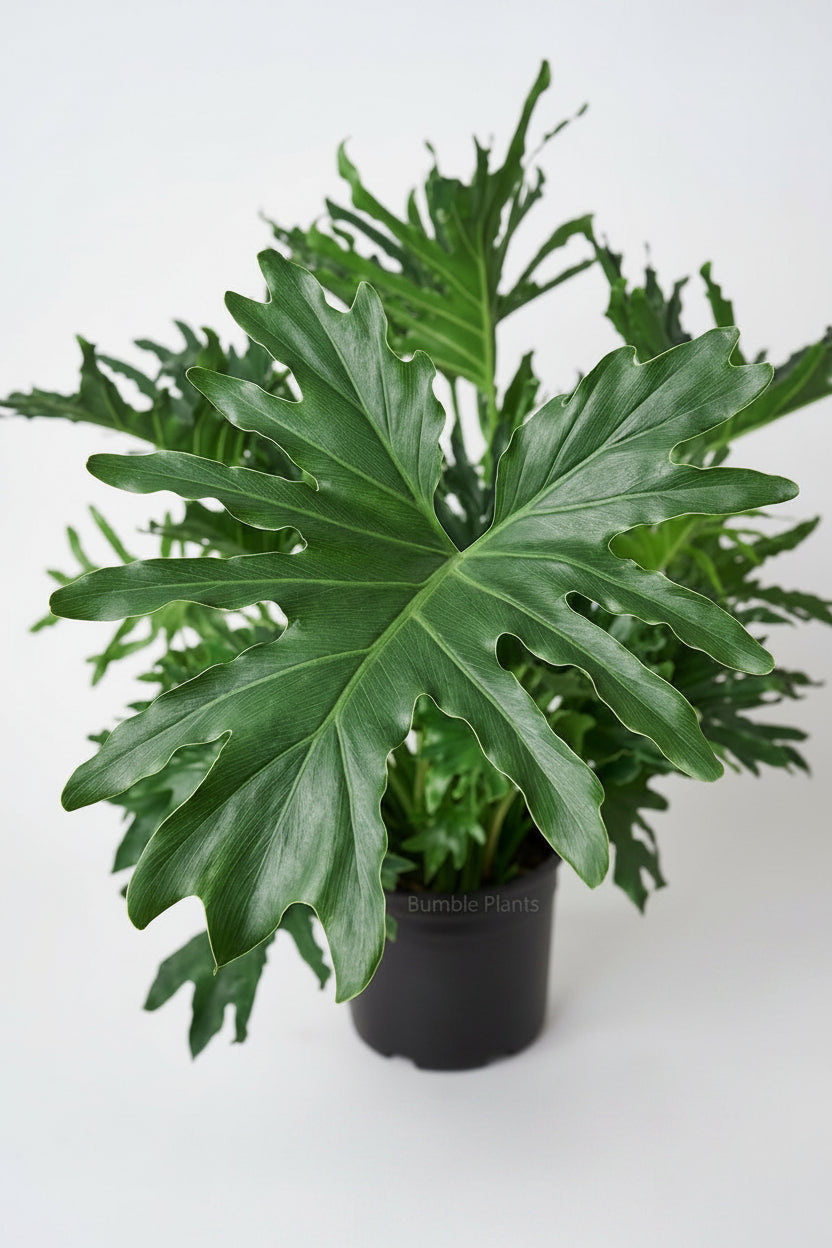 Philodendron ‘Lickety Split'