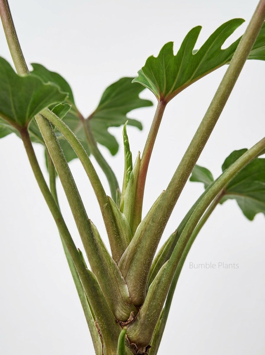 Philodendron ‘Lickety Split'