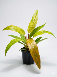 Philodendron 'Orange Marmalade'
