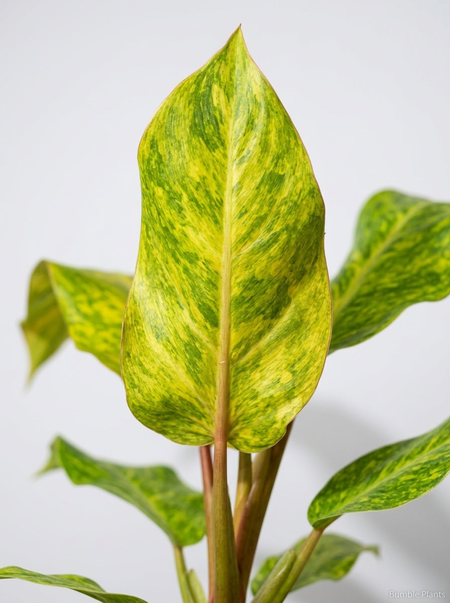 Philodendron 'Orange Marmalade'