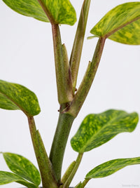 Philodendron 'Orange Marmalade'