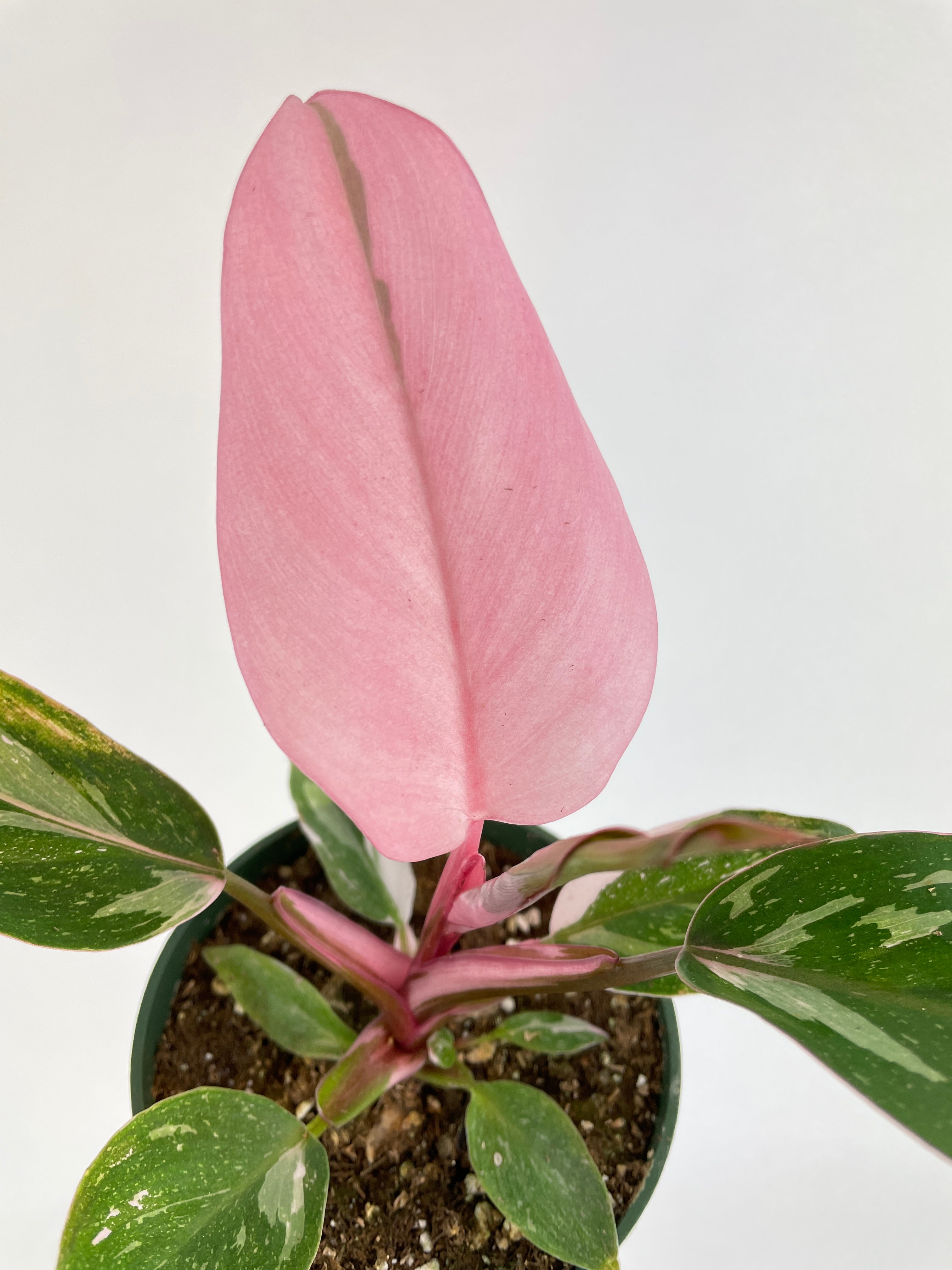 Live Philodendron Pink Princess | Live Houseplant Online · Bumble