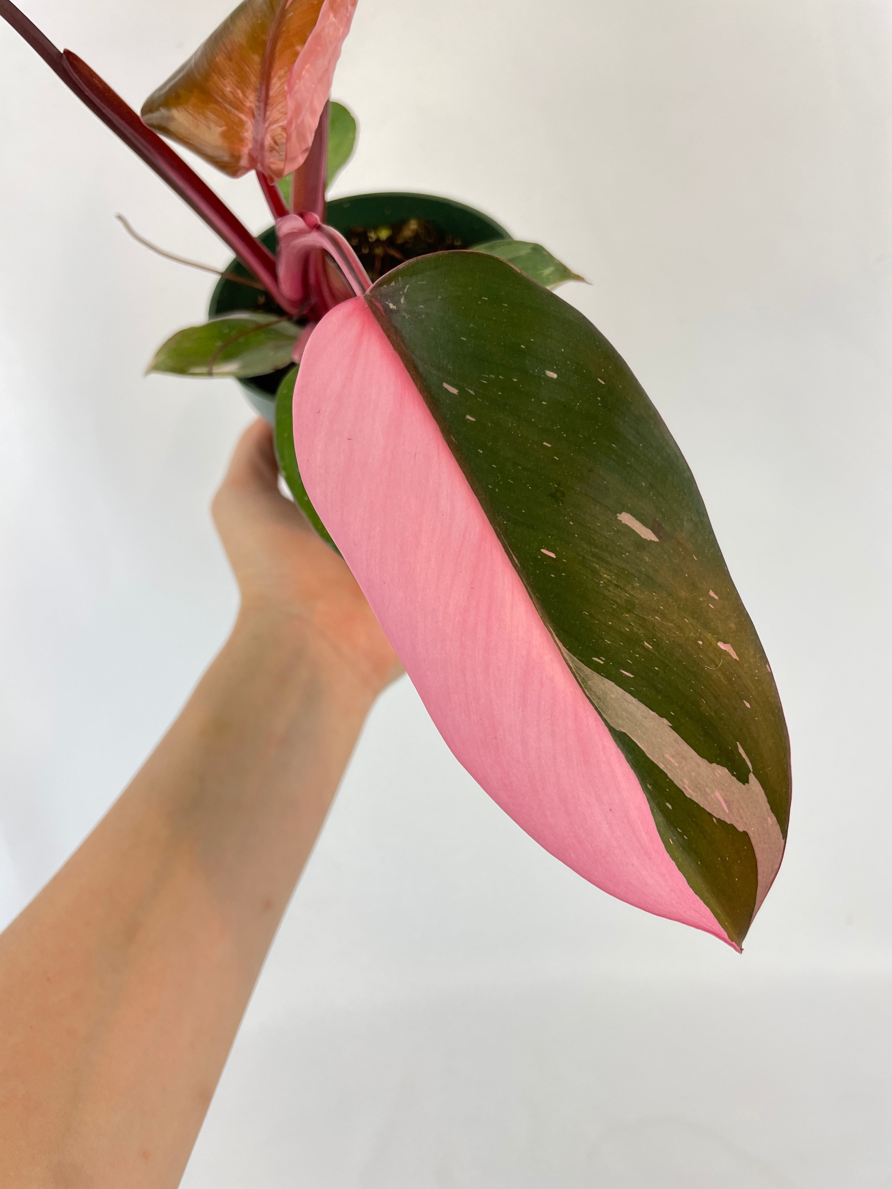 Philodendron Pink Princess · Bumble Plants