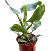 Philodendron 'White Wizard'
