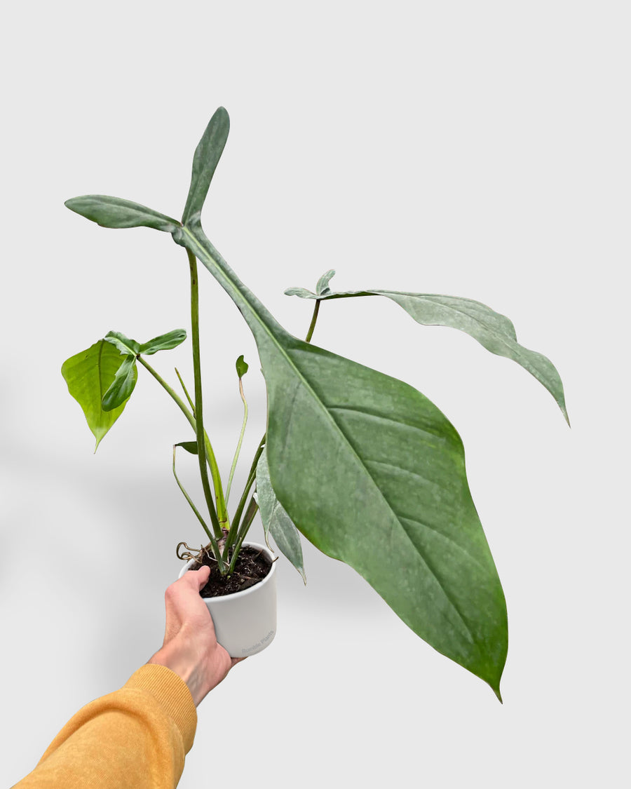 Philodendron Moonenii Joepii