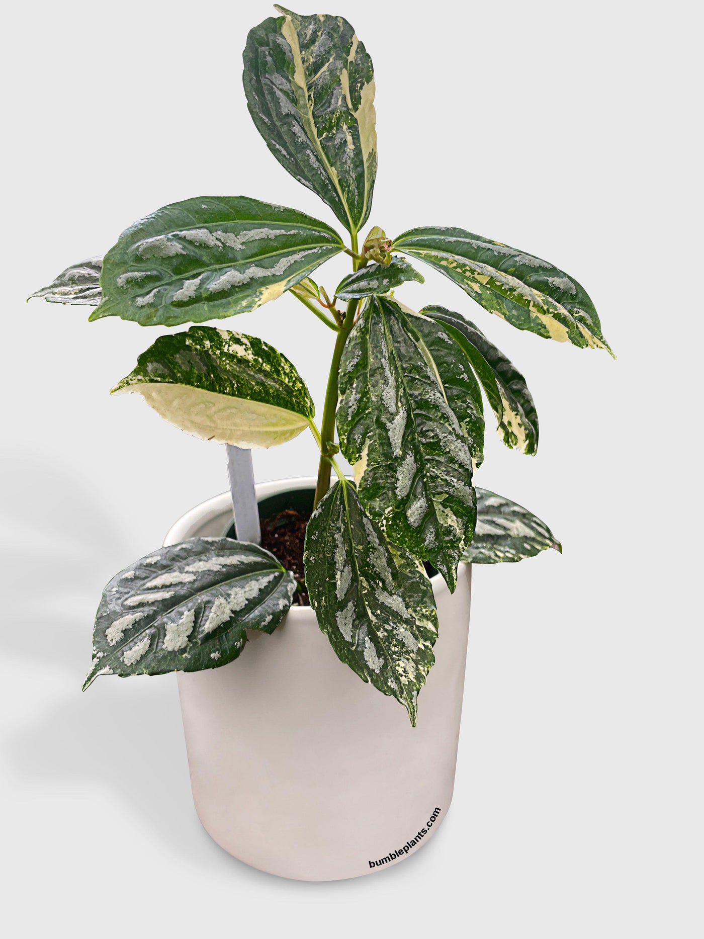 aluminum house plant Live Variegated Pilea Cadierei Aluminium