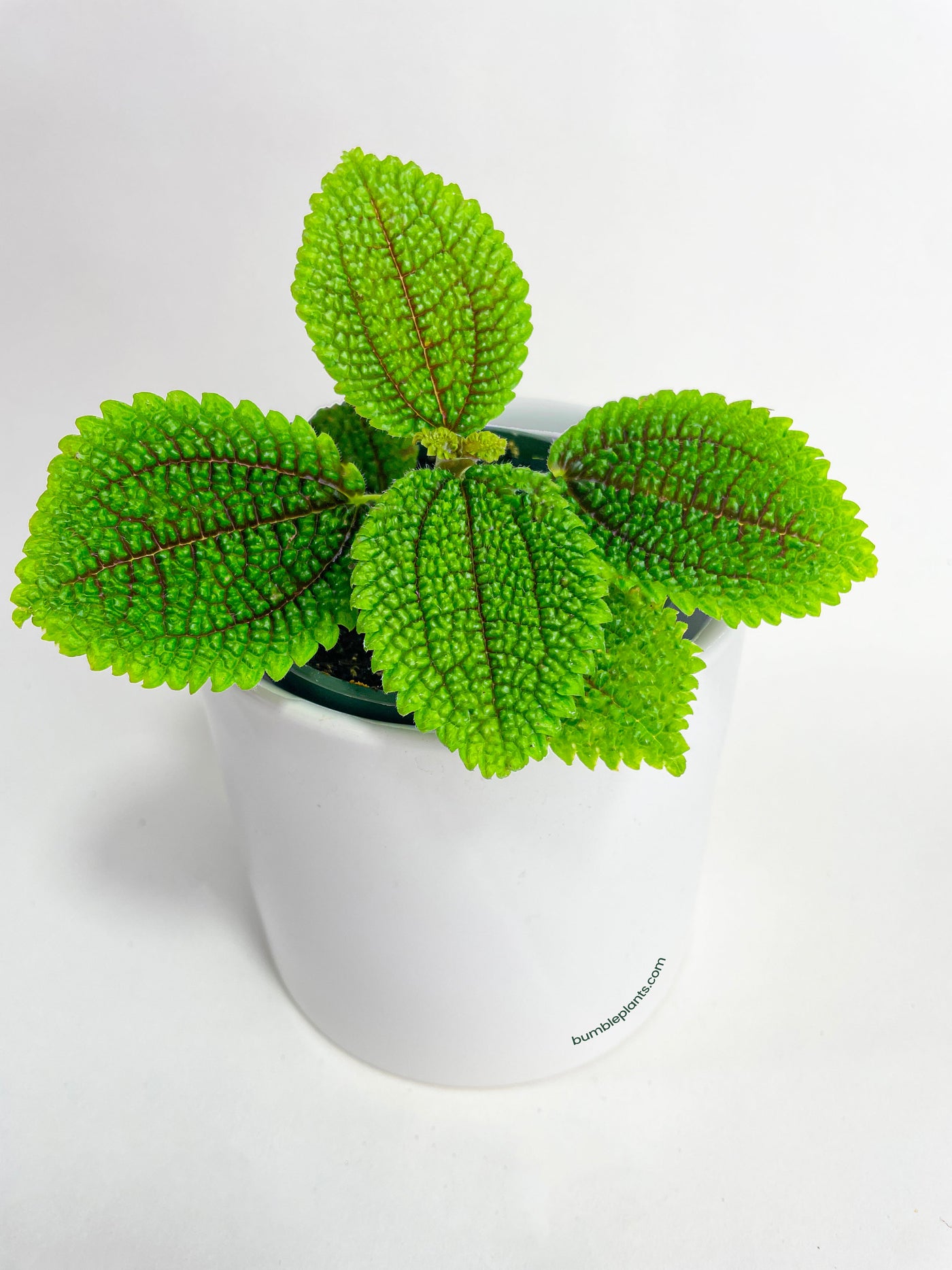 moon valley house plant Live Pilea 'Moon Valley'