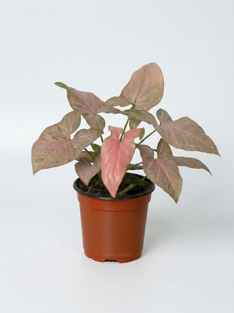 Syngonium Podophyllum Pink Splash