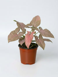 Syngonium Podophyllum Pink Splash