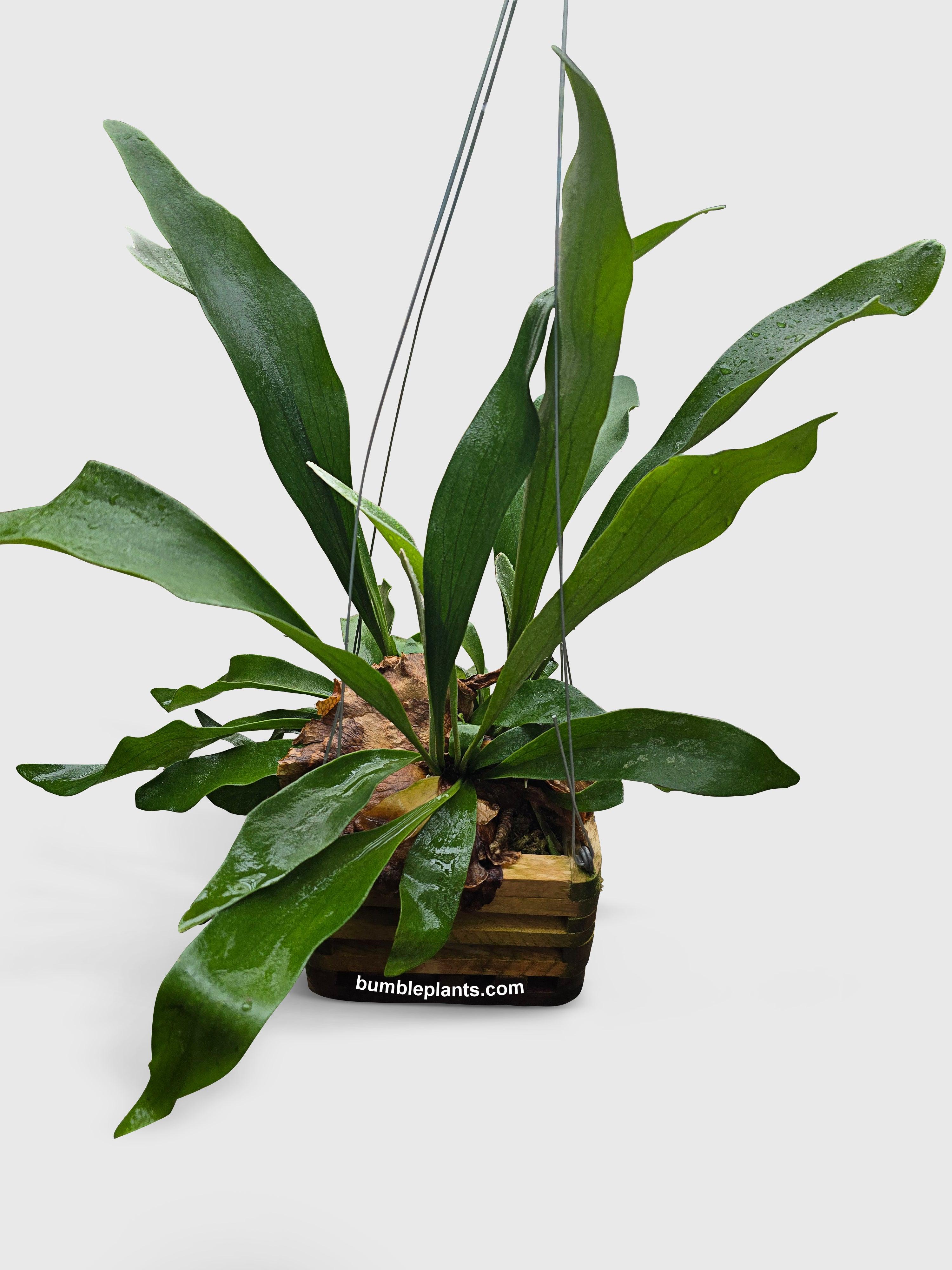 Platycerium Bifurcatum Staghorn Fern - Bumble Plants