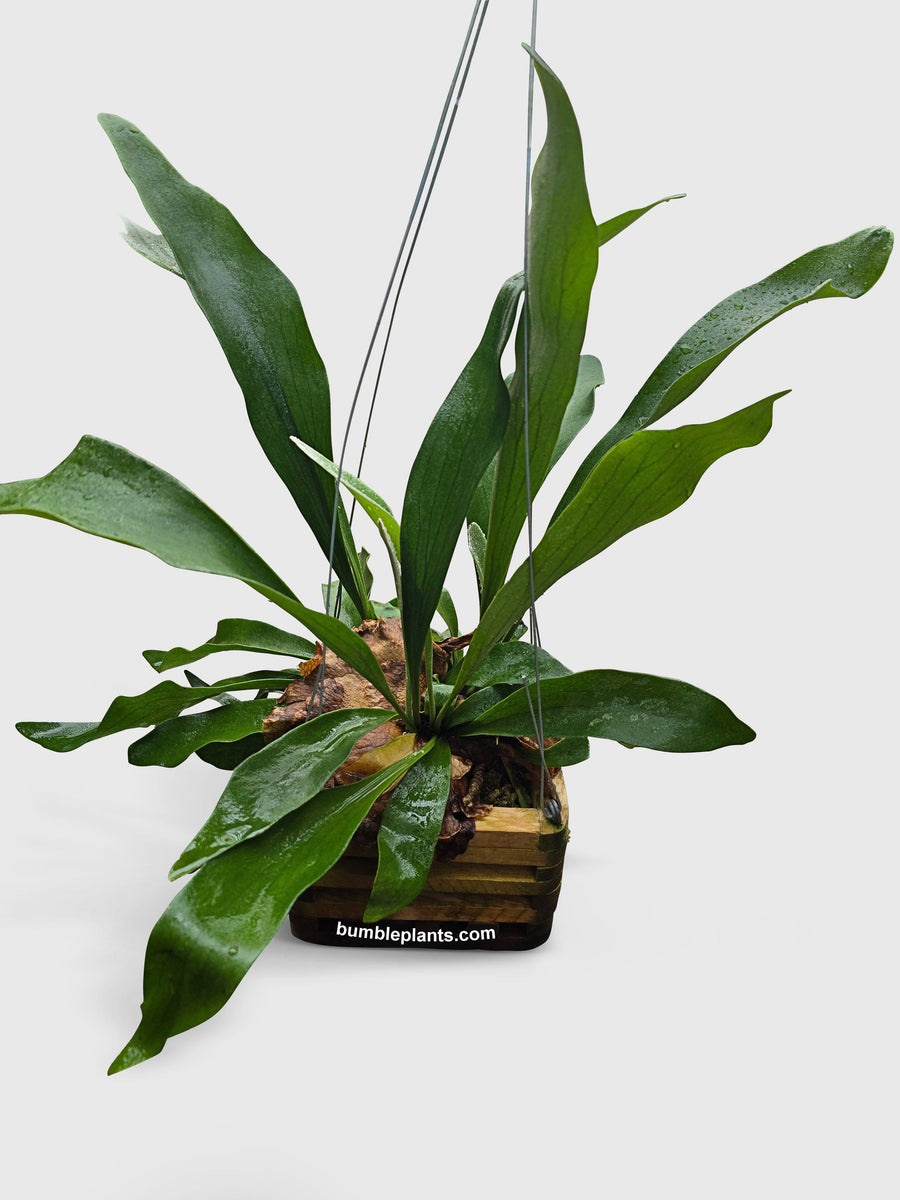 Platycerium Bifurcatum Staghorn Fern - Bumble Plants