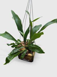 Platycerium Bifurcatum Staghorn Fern - Bumble Plants