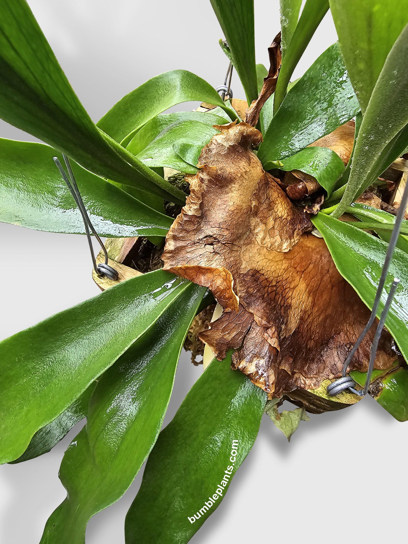 Platycerium Bifurcatum Staghorn Fern - Bumble Plants