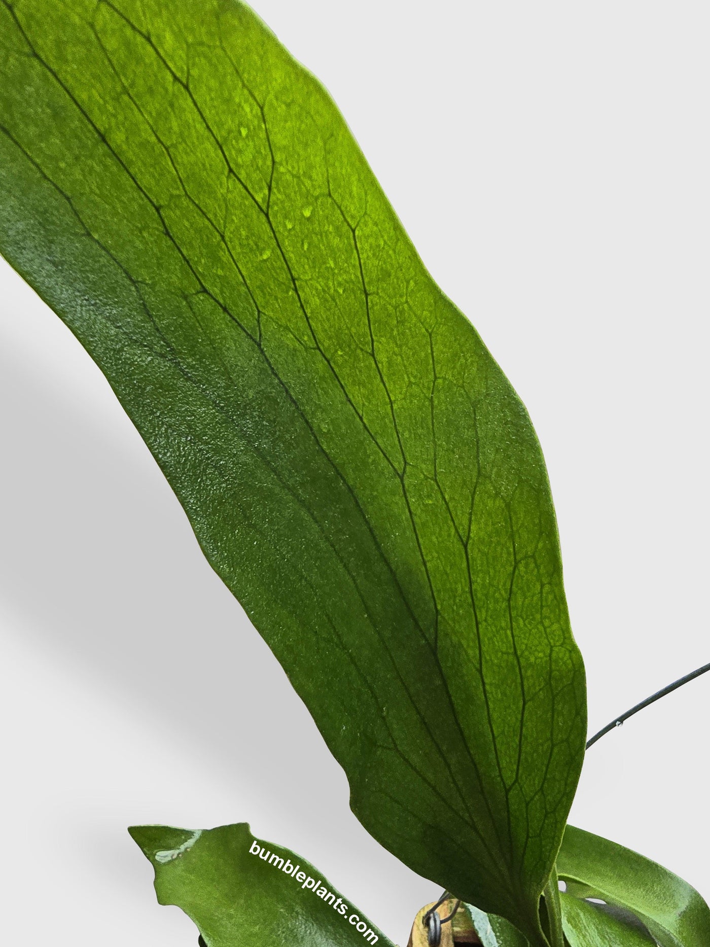 Platycerium Bifurcatum Staghorn Fern - Bumble Plants