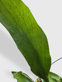 Platycerium Bifurcatum Staghorn Fern - Bumble Plants
