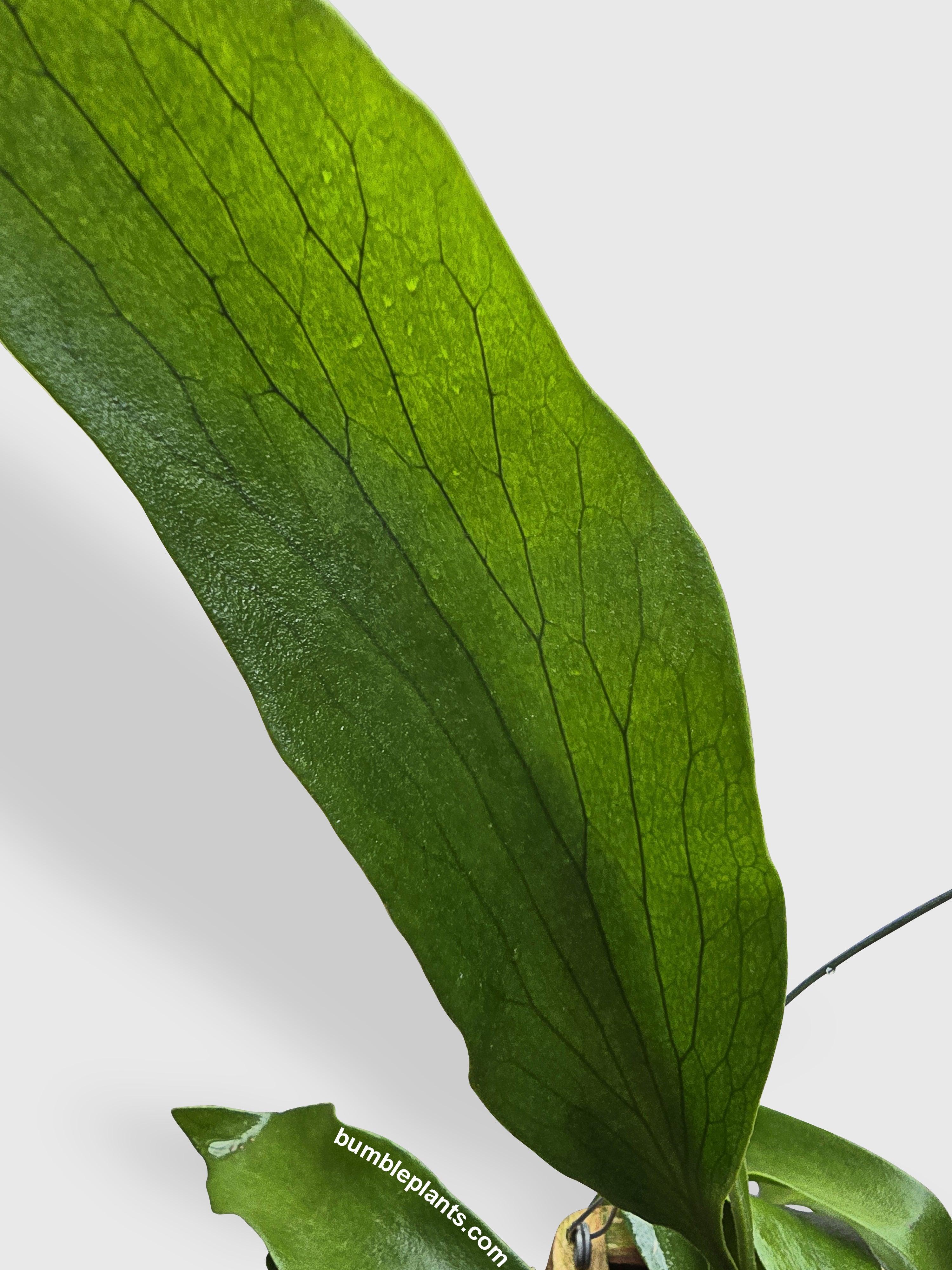 Platycerium Bifurcatum Staghorn Fern - Bumble Plants