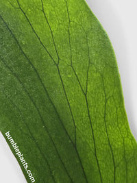 Platycerium Bifurcatum Staghorn Fern - Bumble Plants