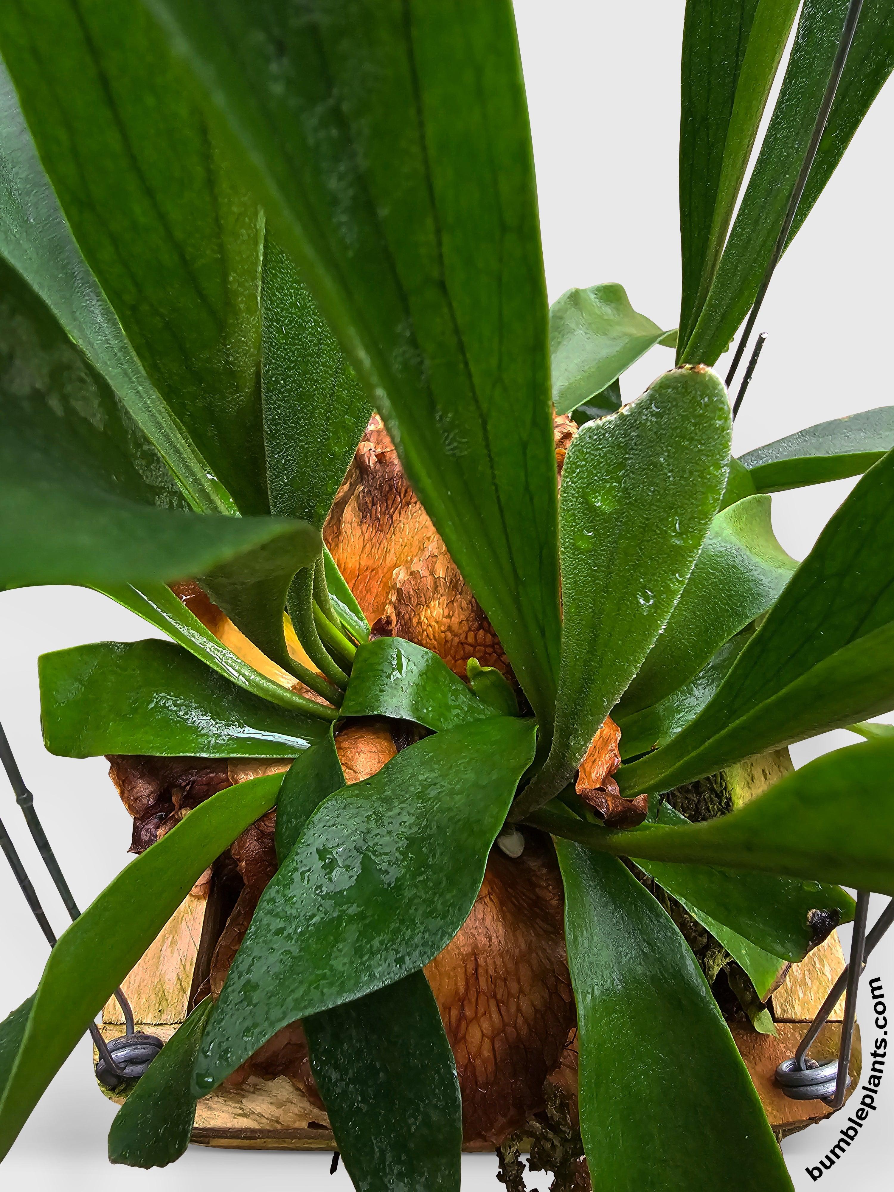 Platycerium Bifurcatum Staghorn Fern - Bumble Plants