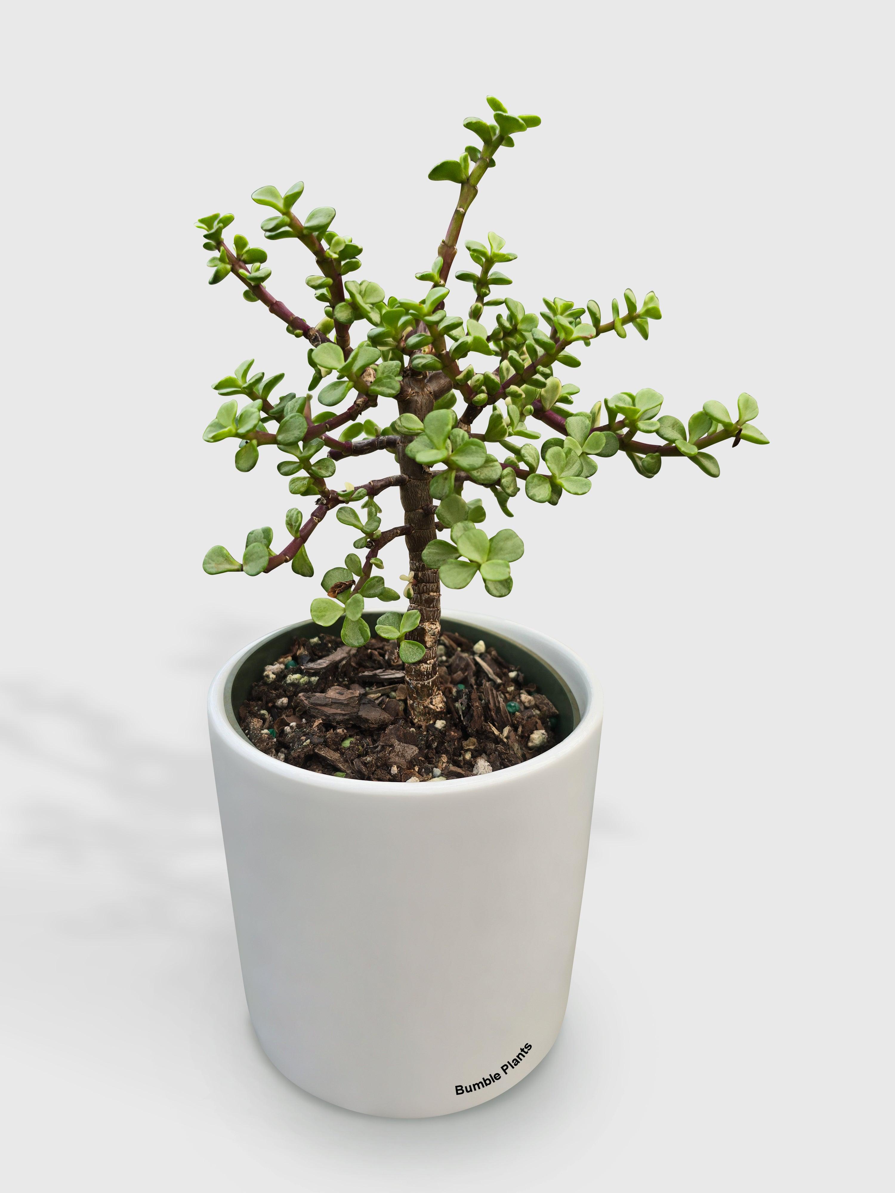 portulacaria afra f. variegata - rainbow bush Live Rainbow Elephant Bush Variegata