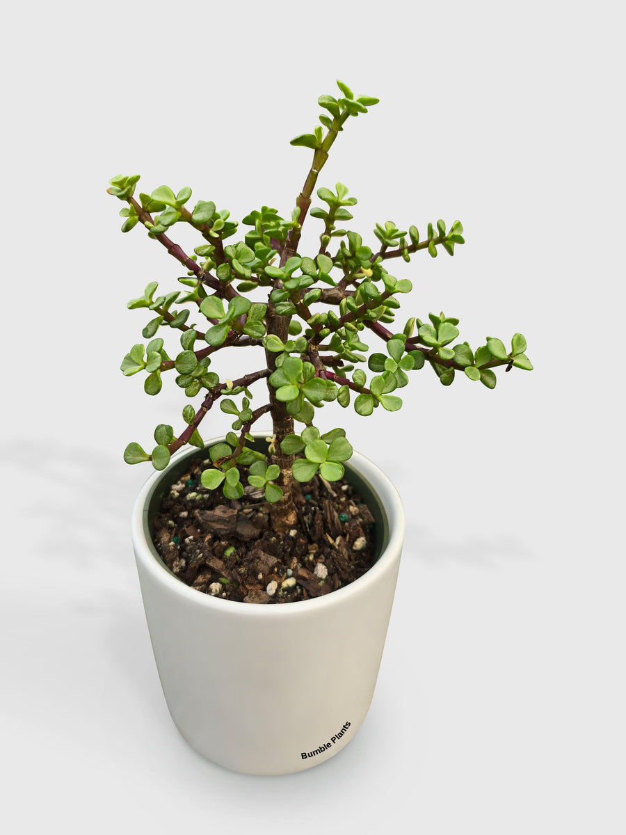 Rainbow Elephant Bush Variegata 'Portulacaria Afra' - Bumble Plants