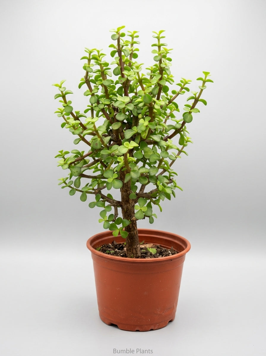 Portulacaria Bonsai Jade Dwarf Green