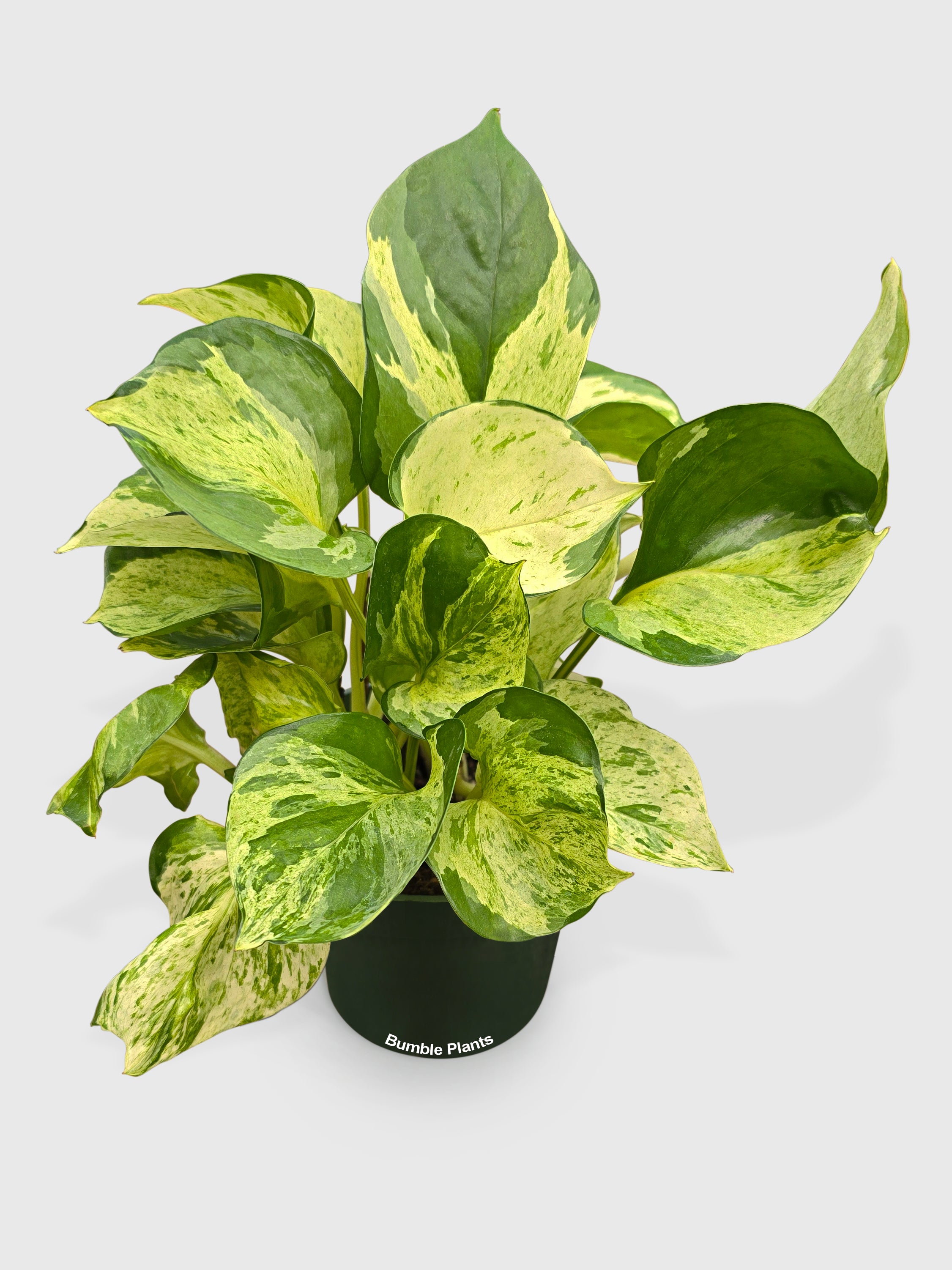 Bumble Plants Pothos Manjula