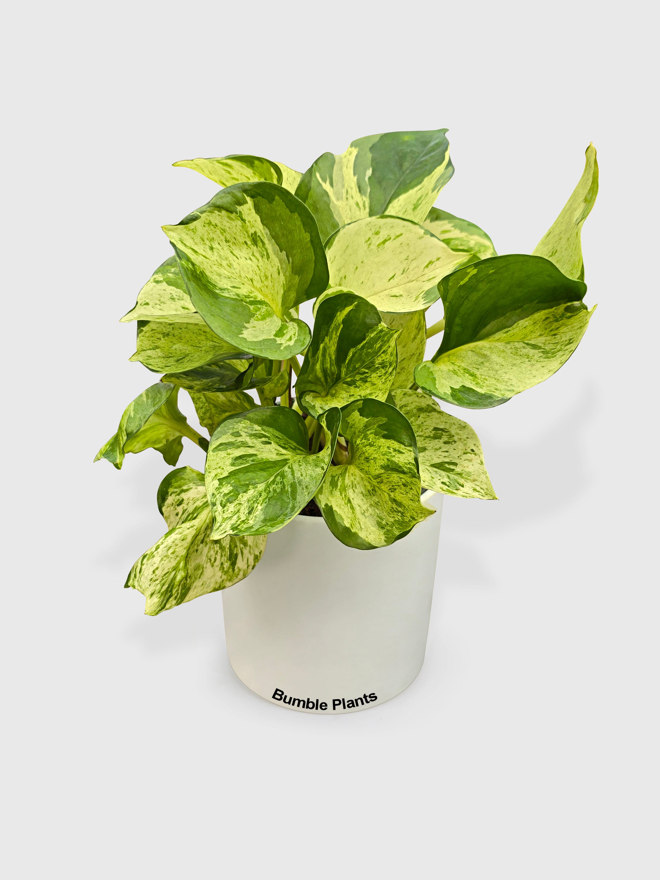 pothos majula Epipremnum aureum 'Manjula'