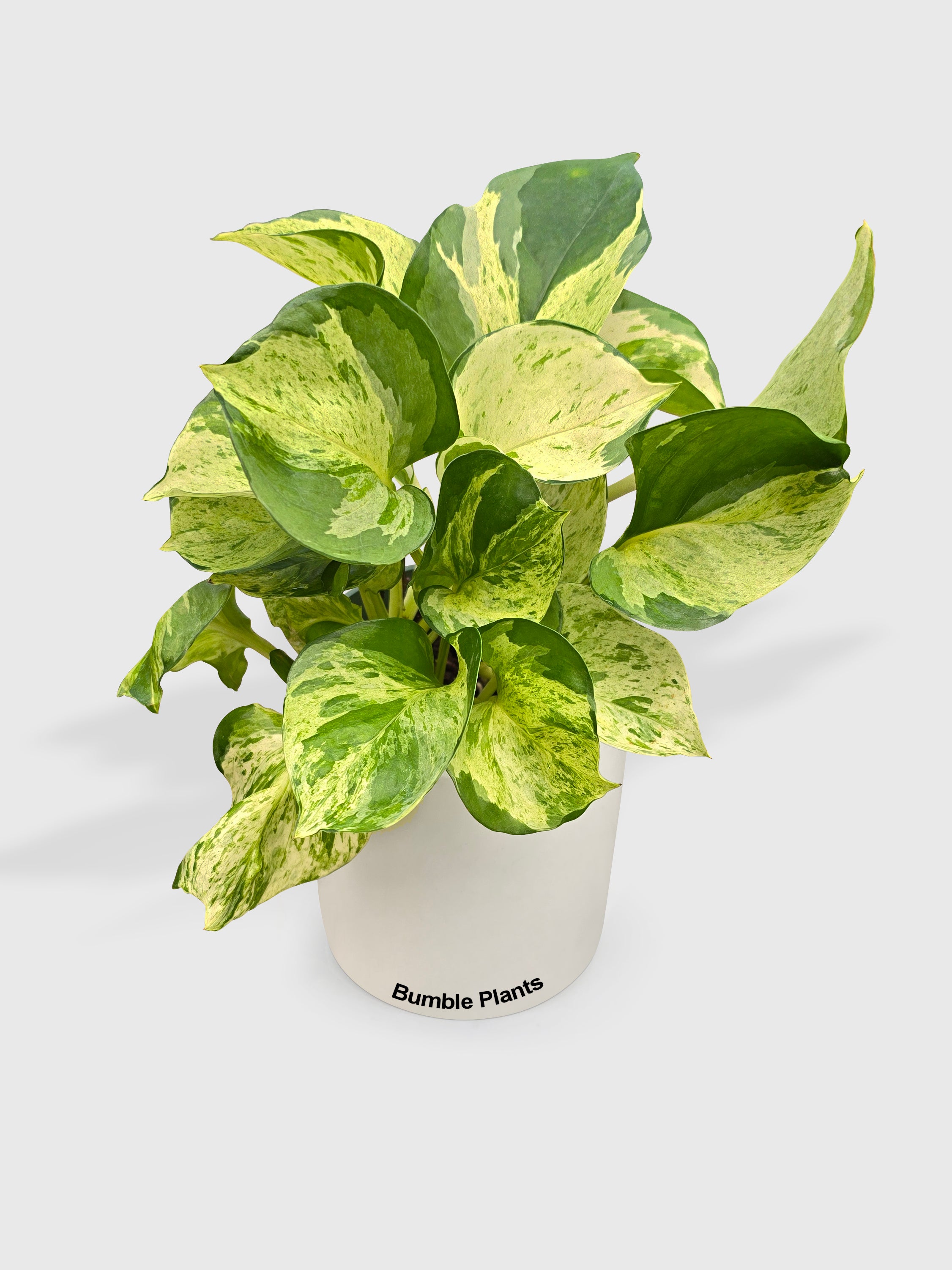 Bumble Plants Pothos Manjula - Thumbnail 5