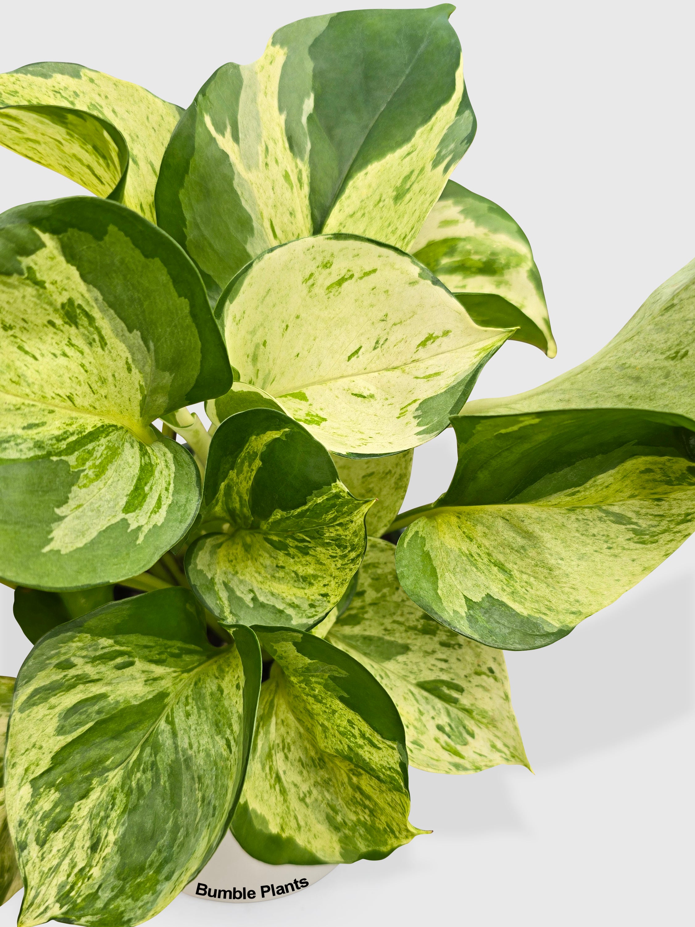 manjula pothos Epipremnum aureum 'Manjula'