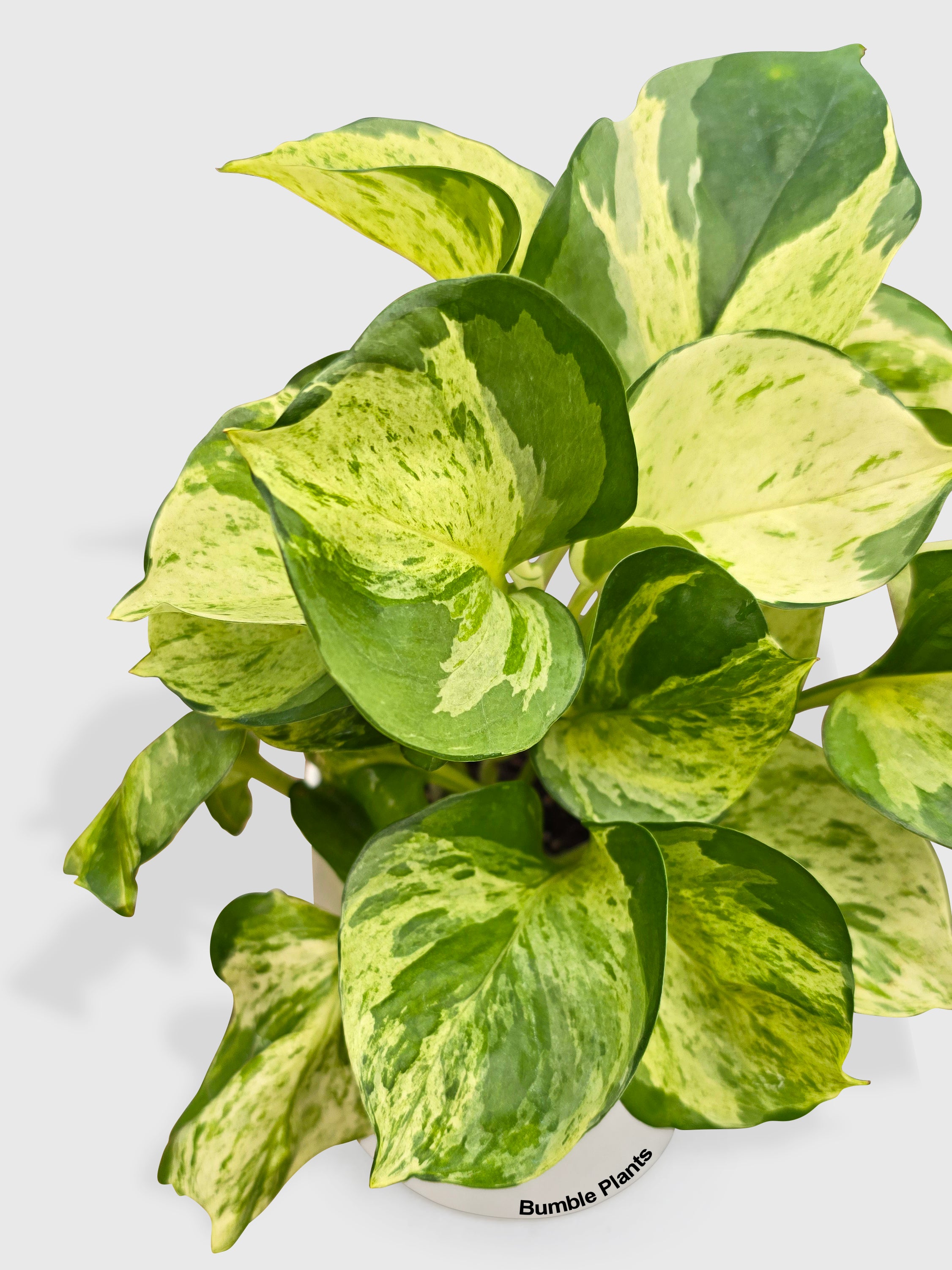 Bumble Plants Pothos Manjula - Thumbnail 4