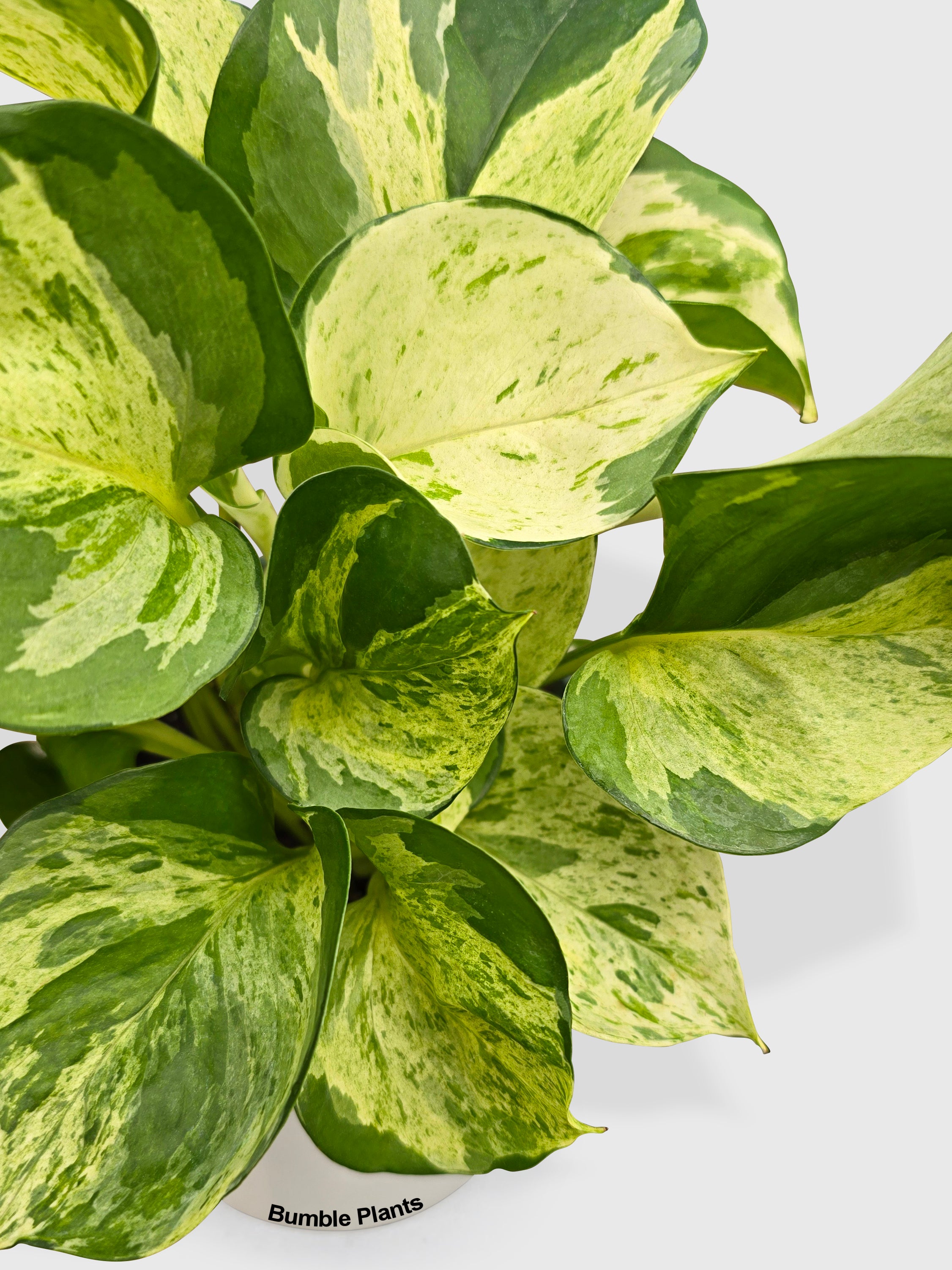 Bumble Plants Pothos Manjula - Thumbnail 5