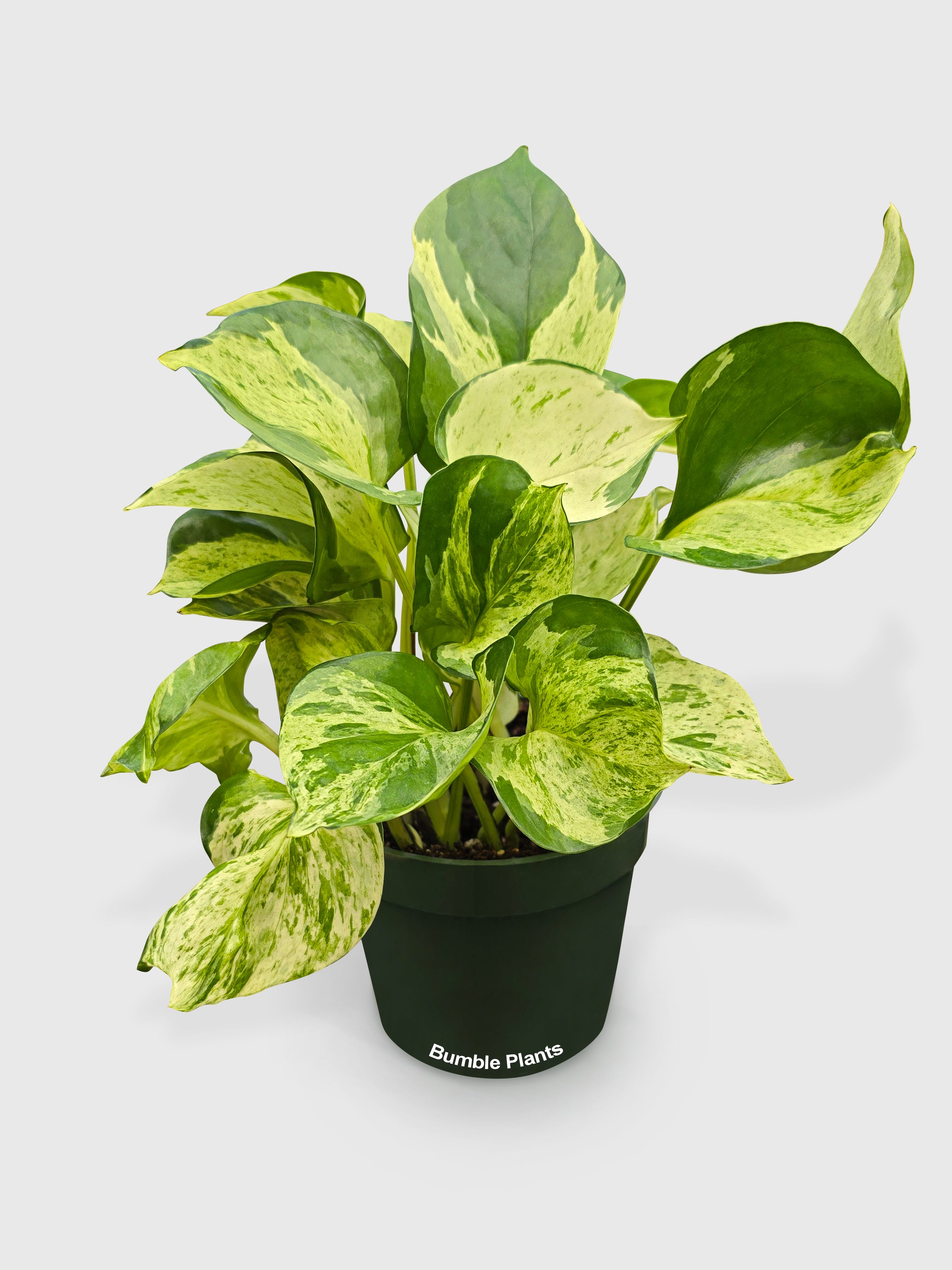 Bumble Plants Pothos Manjula - Thumbnail 3