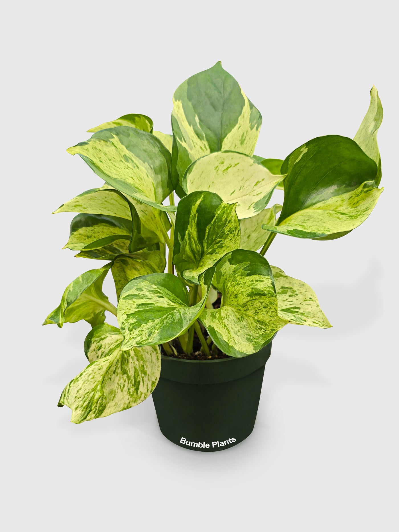 manjula pothos scientific name Pothos Manjula Epipremnum Aureum