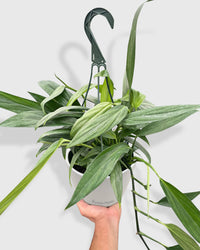 silver streak pothos mature Pothos Amplissimum 'Silver Streak'