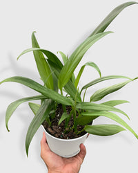 silver stripe pothos Pothos Amplissimum 'Silver Streak'