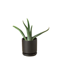 Aloe Barbadensis Mill Vera