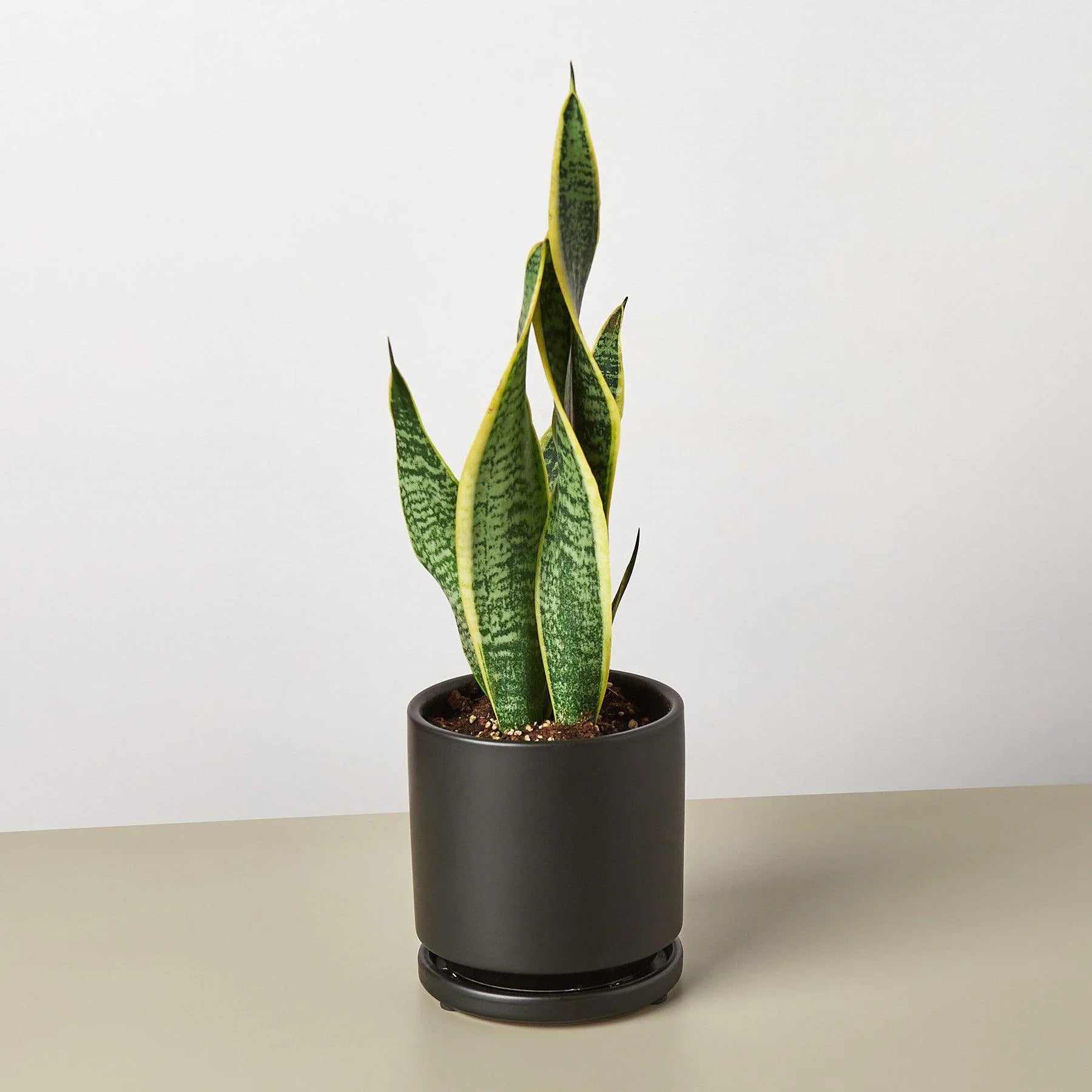Sansevieria Trifasciata Laurentii Snake Plant