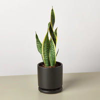 Sansevieria Trifasciata Laurentii Snake Plant