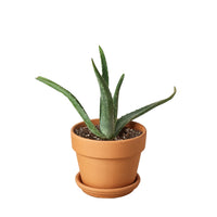 Aloe Barbadensis Mill Vera