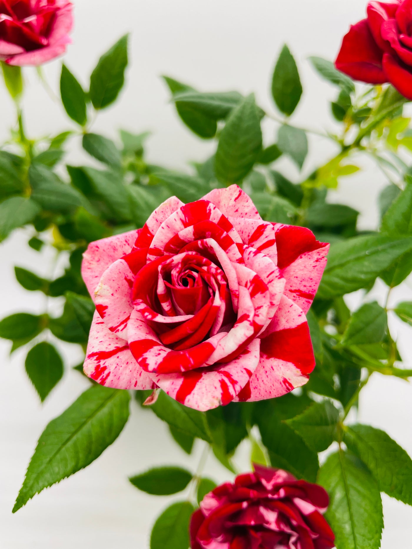 indoor roses plant Live Miniature Tea Rose Flowering Plant