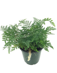 Davallia Fejeensis Rabbit's Foot Fern