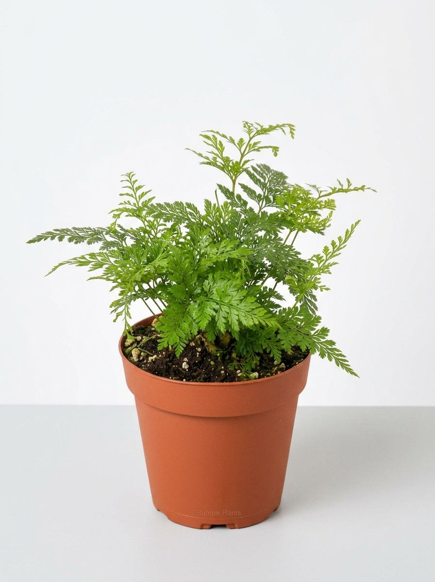 Davallia Fejeensis Rabbit's Foot Fern