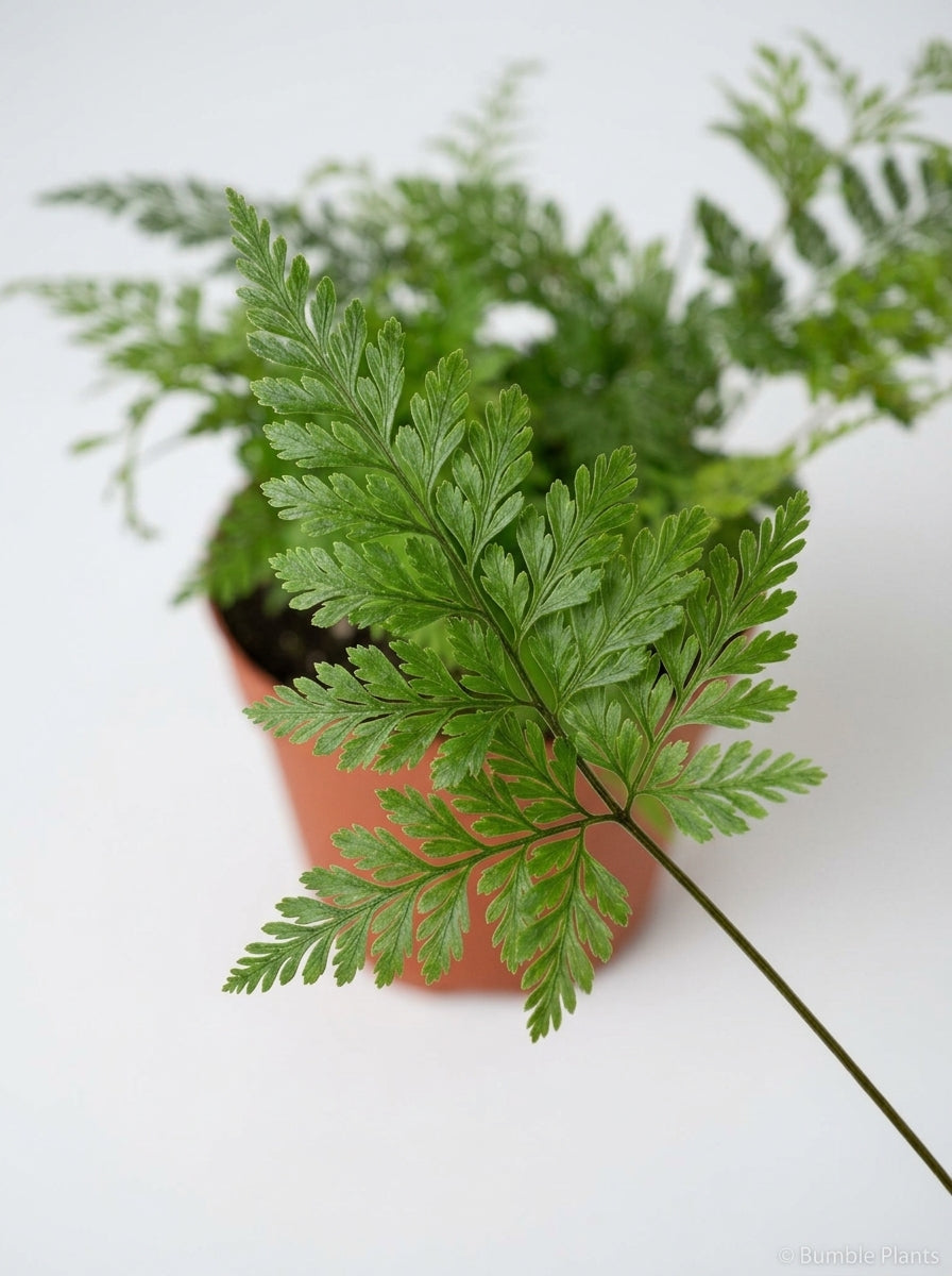Davallia Fejeensis Rabbit's Foot Fern