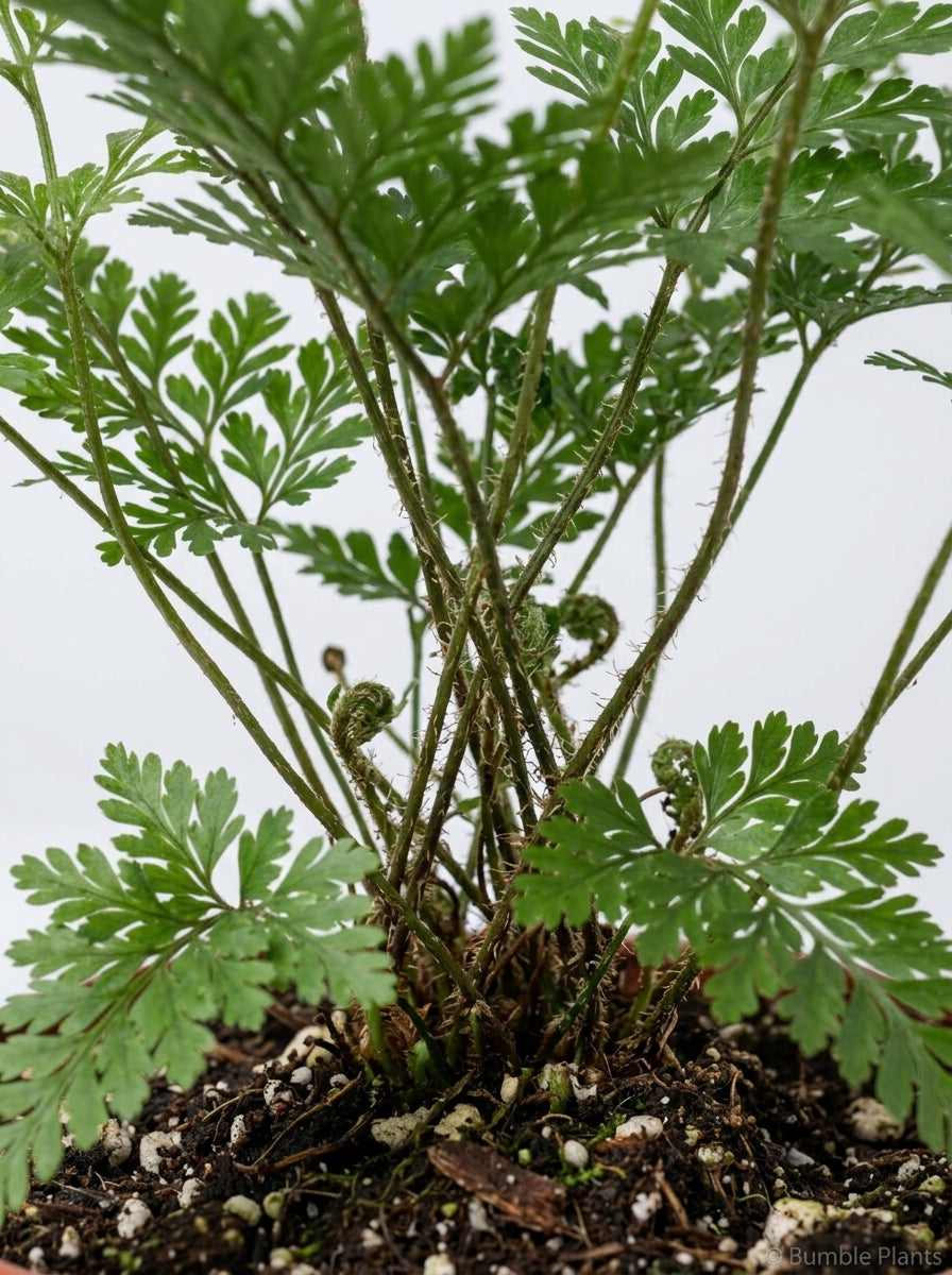 Davallia Fejeensis Rabbit's Foot Fern