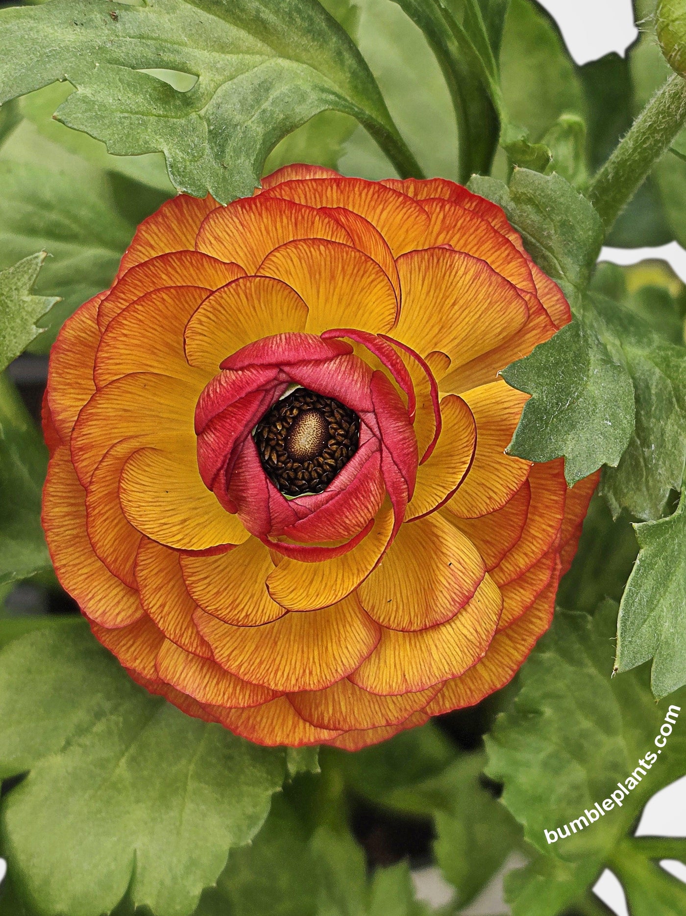Ranunculus Flower Blooming Plant - Bumble Plants