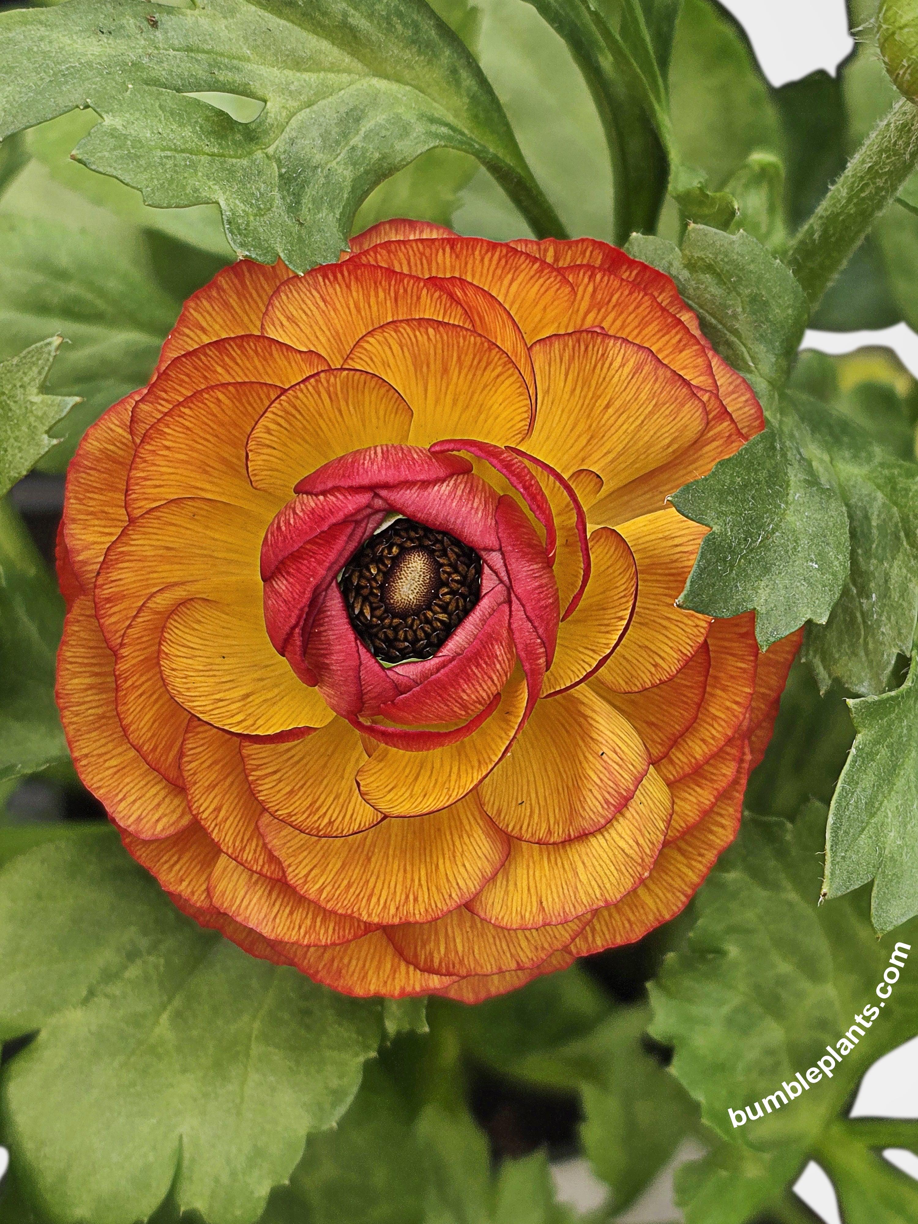 Ranunculus Flower Blooming Plant - Bumble Plants