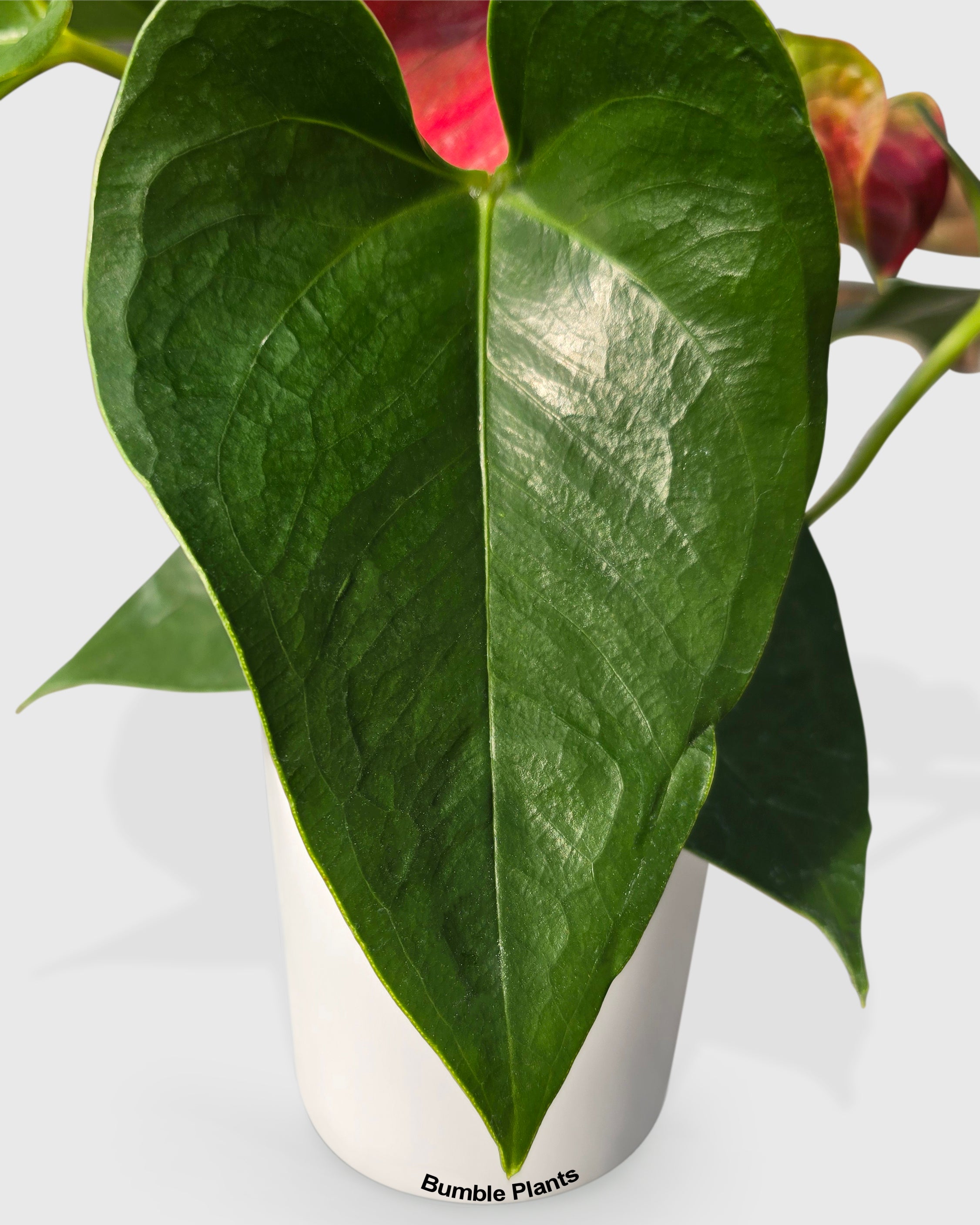 Anthurium Red