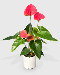 Anthurium Red